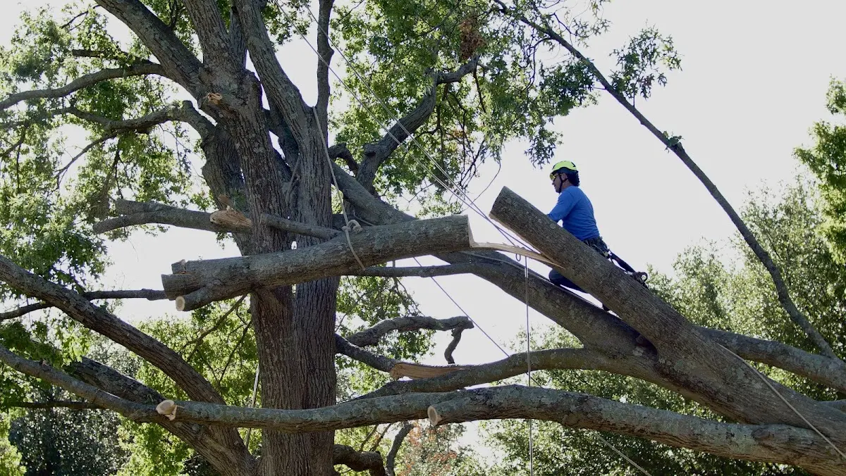 Professional Crown Thinning performed by certified arborists in Lewiston